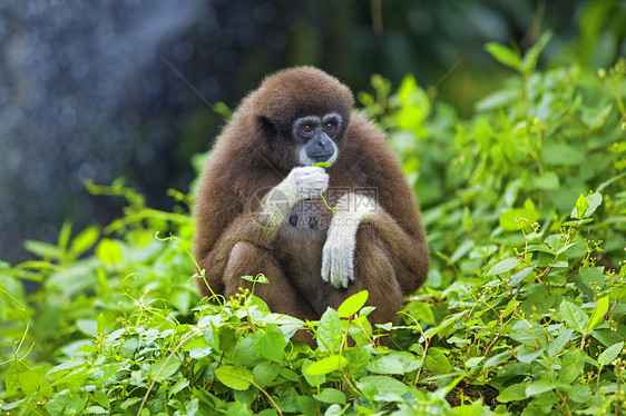 Gibbon 猴子国家公园哺乳动物异国荒野俘虏动物野生动物灵长类长臂猿图片