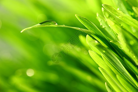 树本背景阳光树叶草地雨滴气候反射植物生长草本植物环境图片