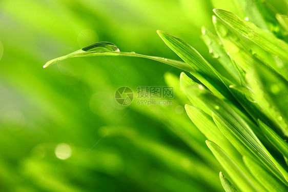 树本背景阳光树叶草地雨滴气候反射植物生长草本植物环境图片