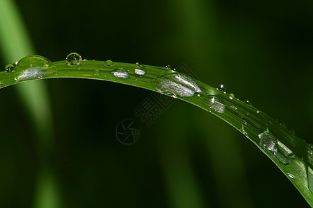 自然自流水草地水滴环境宏观天气生活绿色生长叶子液体图片