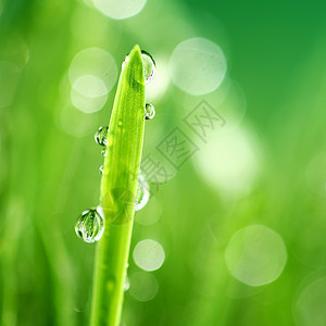 树本背景阳光环境花园气候液体草地植物刀刃草本植物生长图片