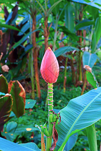 香蕉花农场蔬菜收成水果植物叶子香蕉团体丛林热带图片