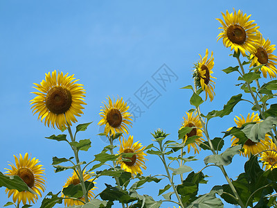 向日向花园环境植物国家场地草地天空墙纸花粉植物学图片