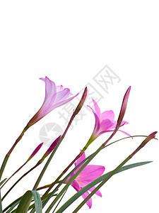仙仙莉莉花朵植物叶子植物群季节生长花园花粉植物学蔷薇脆弱性图片