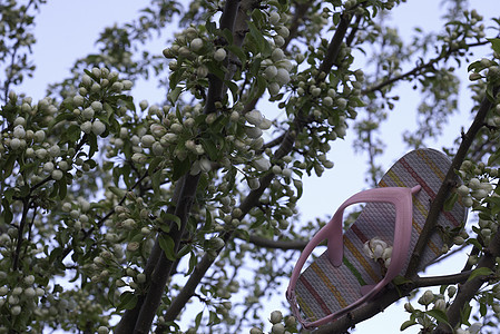 儿童鞋夹在树上图片