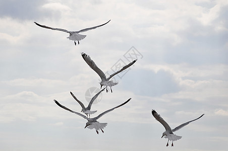 海鸥航班天空动物海鸟白色翅膀多云团体羽毛荒野图片