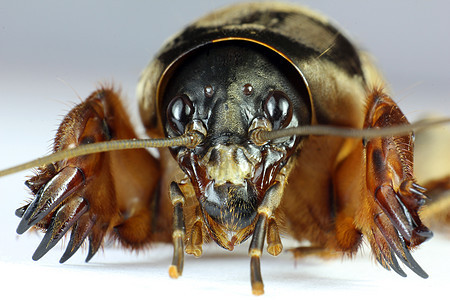 白色背景上的 Grylotalpa蟋蟀鬣蜥害虫昆虫农业概念类别内饰样品动物图片
