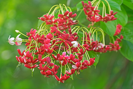 仰光爬行者植物藤本红色花园环境君子热带材料花朵环保图片