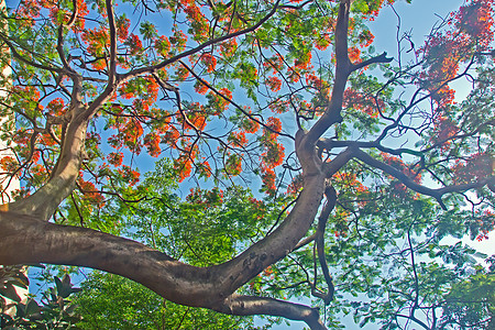 Delonix 重现红色树木环境花朵环保花园植物热带材料图片