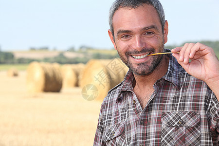 农民在田里咀嚼稻草图片