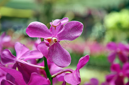 紫兰花花热带植物学植物风格植物群兰花花园美丽礼物花束图片