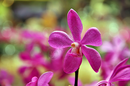 紫兰花花花园风格兰花礼物装饰植物群花束生长美丽异国图片