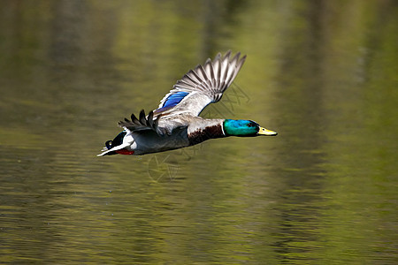 马里马勒德在飞行中羽毛翅膀野生动物男性鸭子公园沼泽图片