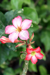 沙漠玫瑰花花叶子玫瑰花店花园沙漠花束植物植物学生物学植物群图片