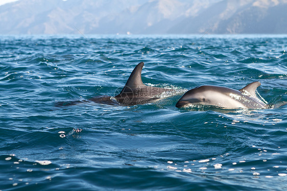 海豚蓝色动物海洋海洋生物图片