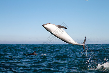 海豚跳跃动物海洋海洋生物蓝色图片
