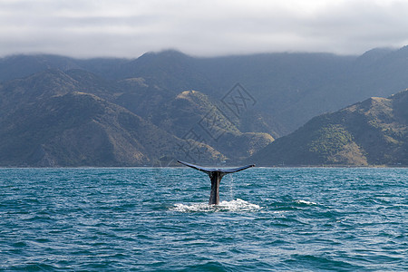 鲸鱼动物海洋生物海洋图片