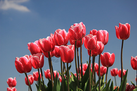 粉红的郁金香在花生树上生长蓝色花束场地灯泡天空宏观阳光季节性绿色植物群图片