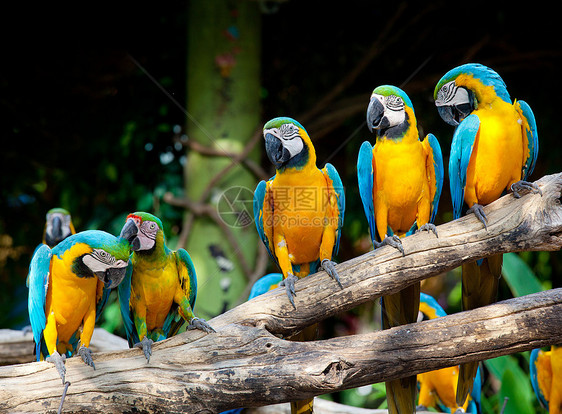 彩色金刚鹦鹉羽毛宠物野生动物翅膀鸟类黄色蓝色绿色丛林异国图片