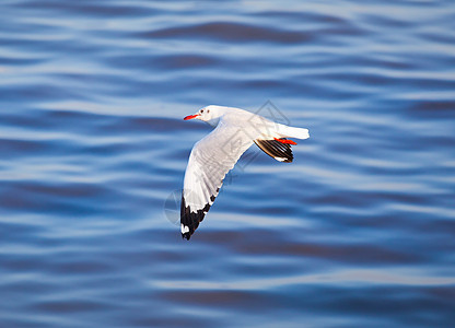 海鸥飞行动物海鸟海岸航班翼展羽毛支撑海洋蓝色野生动物图片