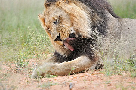 卡拉哈里的雄狮国王动物群哺乳动物动物野生动物沙漠头发捕食者荒野图片