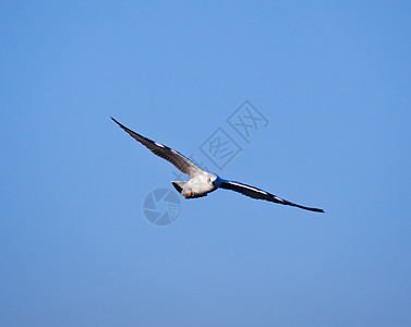 海鸥飞行自由海鸟晴天荒野海滩海洋野生动物蓝色海岸支撑图片