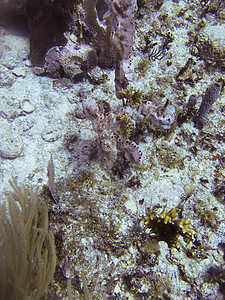 珊瑚礁风景情调异国海洋潜水游泳潜水员环境生活珊瑚背景图片