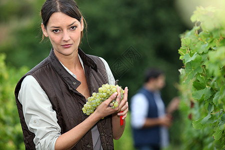 妇女收获葡萄水果工人酿酒师采摘酒厂植物葡萄园生长微笑藤蔓图片