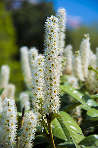 大白花作为草药草本植物绿色黑质花粉花瓣白色衬套植物花朵灌木图片