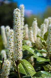大白花作为草药黑质花朵衬套花粉灌木药品花瓣植物绿色草本植物图片