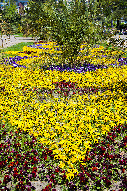 维奥拉三色花盆 花床女士橙子双年展大花生长紫色植物花瓣团体花园图片