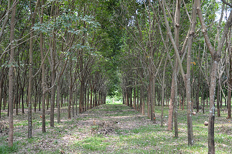橡胶橡胶种植园环境植物群来源生长场景木头森林收获橡皮丛林图片
