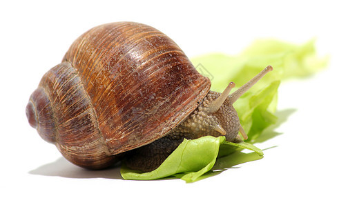 蜗牛和绿生菜图片