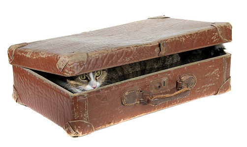 穿着旧手提箱的可爱猫图片