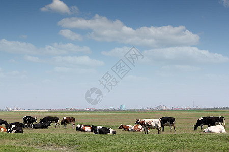 牧牛 以城市为背景图片