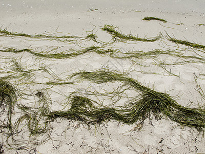 海滩上的海草海洋杂草海岸绿色植物图片