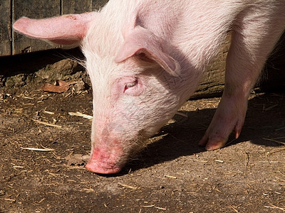 猪农业吮吸好奇心耳朵农场乳猪尾巴猪肉鼻子庇护所图片