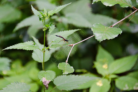 Ichnemomon 黄蜂黑色昆虫宏观动物森林漏洞产卵器女性绿色环境图片