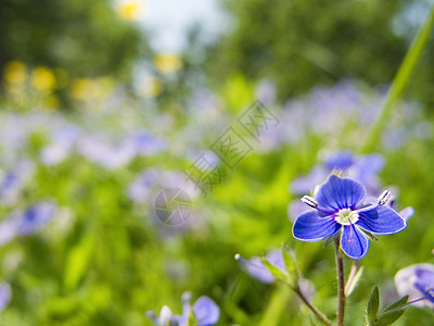 维罗妮卡查梅德里斯花园植物植物学草地公园植物群草本植物宏观紫色生活图片