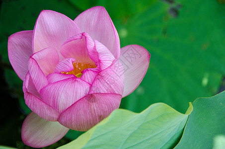 美丽的粉红色莲花花美德池塘叶子静脉植物学花瓣核桃属热带植物群花园背景图片