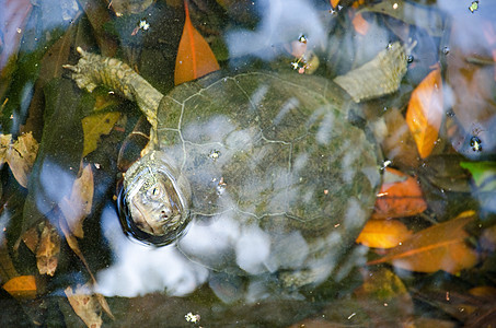 日本池塘海龟图片