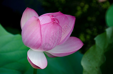 美丽的粉红色莲花花叶子树叶美德宗教花瓣热带池塘植物学植物群核桃属图片