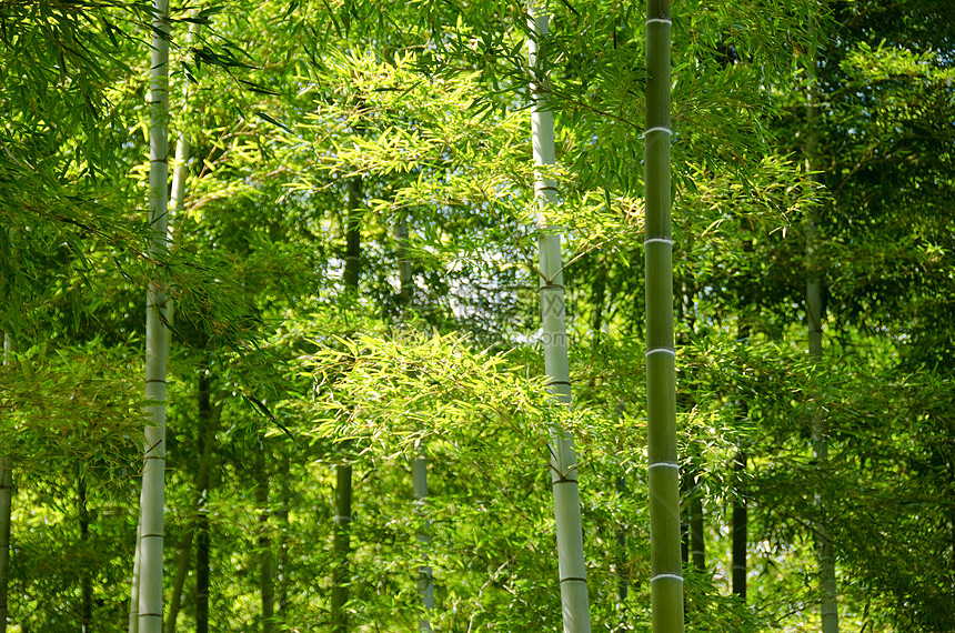 竹木林文化活力绿色木头公园叶子树林花园植物群丛林图片