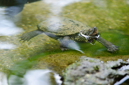 中国池塘海龟 毛里米斯 Reevesii眼睛爬虫棕色栖息地毛利濒危宏观游泳石头图片