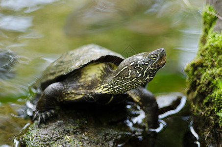 中国池塘海龟 毛里米斯 Reevesii游泳棕色黄色宏观眼睛栖息地濒危爬虫石头毛利图片