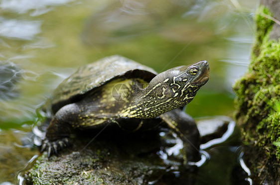 中国池塘海龟 毛里米斯 Reevesii游泳棕色黄色宏观眼睛栖息地濒危爬虫石头毛利图片