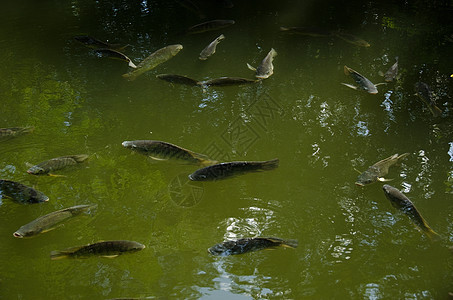 鱼在水中的鱼生活水池灰色花园鲤鱼池塘游泳环境棕色动物群图片