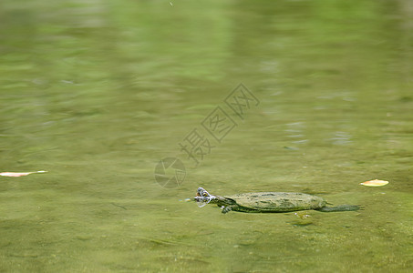 中国池塘海龟 毛里米斯 Reevesii棕色毛利栖息地游泳石头濒危宏观眼睛爬虫图片