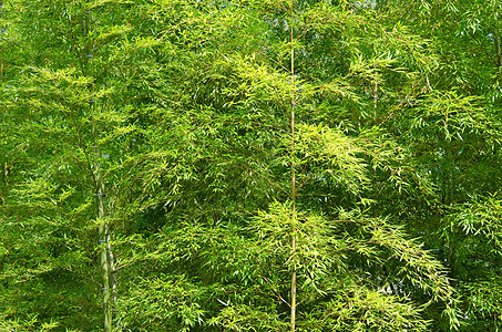 竹木林叶子活力植物群管道公园丛林生长森林气候花园图片