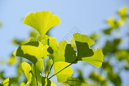 银树叶植物草本植物公园天空蓝色衬套叶子银叶季节树木图片